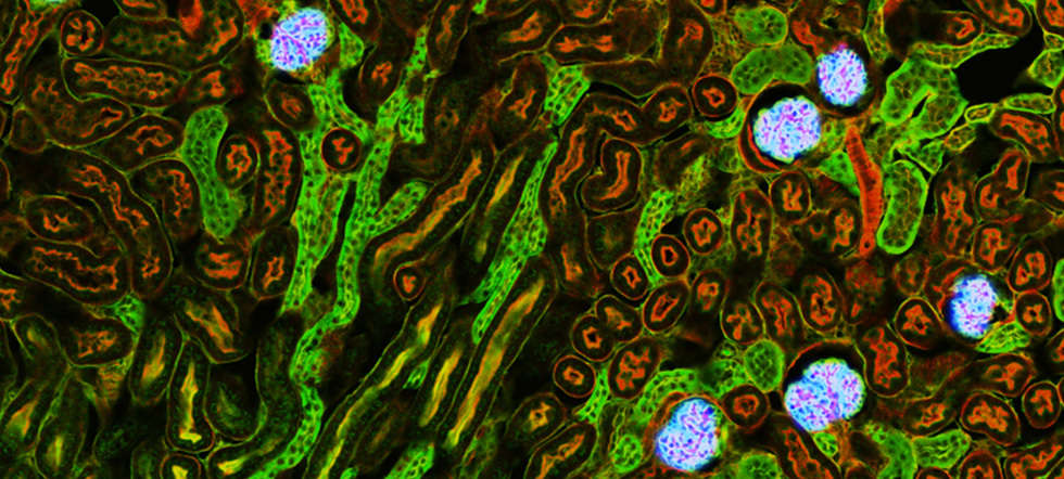 Gengenger_Header_qm_0320_980x442