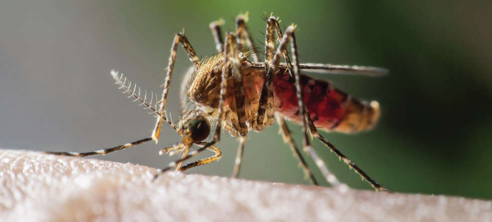 Malaria
