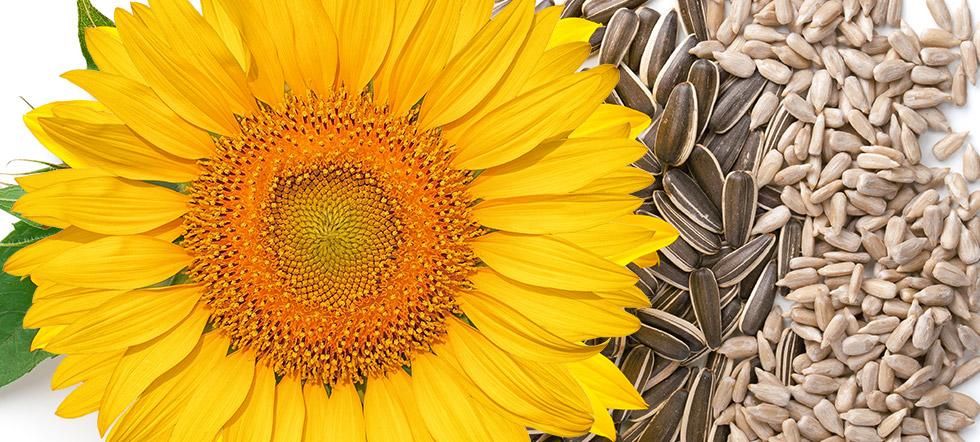 Muranyi_Header_qm_Q2_22_980x442