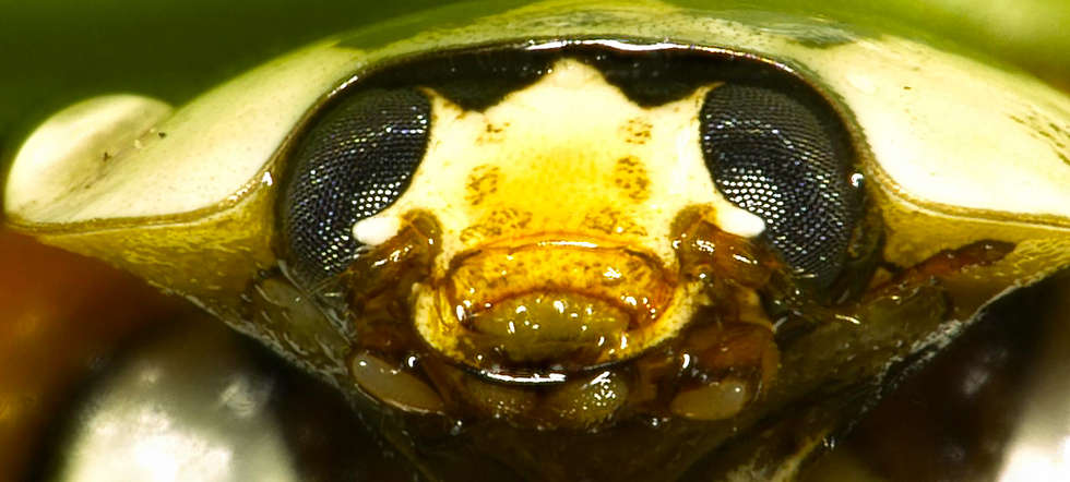 Von Insekten lernen